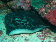 Giant Reef Ray - <em>Taeniura meyeni</em> (Taeniura melanospilos) - Marmor Rochen