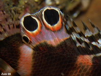 Twin spot Lionfish (Ocellated Lionfish) - <em>Dendrochirus biocellatus</em> - Pfauenaugen Zwergfeuerfisch
