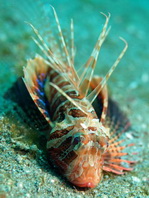 Gurnard Lionfish (Blackfoot Firefish) - <em>Parapterois heterura</em> - Blauflossen-Feuerfisch (Grossflossen-Feuerfisch) 