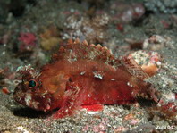 Mozambique Scorpionfish - Parascorpaena mossambica - Mozambique Skorpionfisch