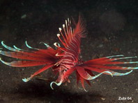 Kodipungi Lionfish - <em>Pterois kodipungi</em> - Kodipungi Rotfeuerfisch
