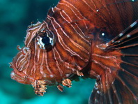 Common Lionfish (Turkeyfish, Red Lionfish) - <em>Pterois volitans</em> - Pazifischer Rotfeuerfisch