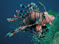 go to the lionfishes - zu den Rotfeuerfischen