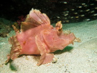 Eschmeyer's Scorpionfish - <em>Rhinopias eschmeyeri</em> - Eschmeyer's Drachenkopf