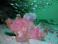 pale pink Eschmeyer's Scorpionfish - <em>Rhinopias eschmeyeri</em> - rosa Eschmeyer's Drachenkopf