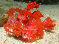 Go to  unusual scorpionfishes and waspfishes - zu den  speziellen Skorpionfischen und Stirnflossern