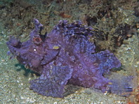 purple colored Weedy Scorpionfish - <em>Rhinopias frondosa</em> - lilafarbener Tentakel-Drachenkopf