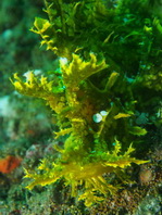 yellow Weedy Scorpionfish - <em>Rhinopias frondosa</em> - gelber Tentakel-Drachenkopf