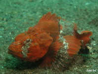 Bandtail Scorpionfish - Scorpaenopsis neglecta - Gebänderter Schwanz Drachenkopf
