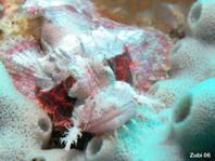 Tasseled Scorpionfish - Scorpaenopsis oxycephala - Fransen-Drachenkopf
