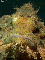 Tasseled Scorpionfish - <em>Scorpaenopsis oxycephala</em> - Fransen-Drachenkopf