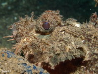 Poss's Scorpionfish - Scorpaenopsis possi - Poss Drachenkopf