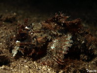 Poss's Scorpionfish - Scorpaenopsis possi - Poss Drachenkopf