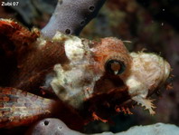 Raggy Scorpionfish (Yellow-Nose Scorpionfish) - Scorpaenopsis venosa (novaeguinea) - Fetzen-Drachenkopf