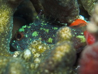 Yellow-spotted Scorpionfish - Sebastapistes cyanostigma - Gelbflecken-Drachenkopf
