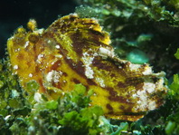 Leaf Scorpionfish (Scorpion Leaffish, Paperfish) - <em>Taenianotus triacanthus</em> - Schaukelfisch