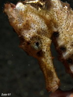 Winged Seahorse - <em>Hippocampus alatus</em> - Geflügeltes Seepferdchen