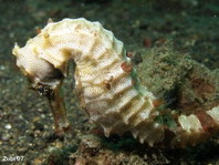 Winged Seahorse - <em>Hippocampus alatus</em> - Geflügeltes Seepferdchen