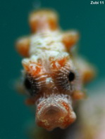 Pygmy Seahorse - <em>Hippocampus bargibanti</em> - Zwerg Seepferdchen