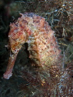 Jayakar's seahorse - Hippocampus jayakari Jayakar's Seepferdchen