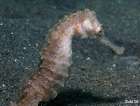 Great Seahorse - Hippocampus kelloggi - Grosses Seepferdchen