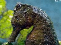 Japanese Seahorse - Hippocampus mohnikei (Synonym to H. japonicus) - Affenschwanz-Seepferdchen (Moos-Seepferdchen)