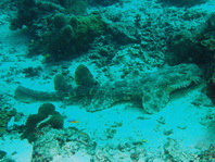Tassled Wobbegong Shark - Eucrossorhinus dasypogon - Fransenteppichhai