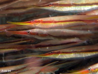 Rigid Shrimpfish - <em>Centriscus scutatus</em> - Steifer Schnepfenmesserfisch
