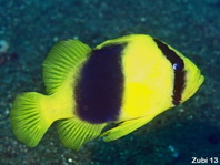 Two-banded Soapfish - Diploprion bifasciatum - Schwarzgelber Seifenbarsch