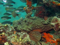 Estuarine Stonefish - <em>Synanceia horrida</em> - Warzen Steinfisch