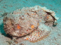 Reef Stonefish - <em>Synanceia verrucosa</em> - Echter Steinfisch