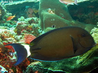 Finelined Surgeonfish - Acanthurus grammoptilus - Nadelstreifen-Doktorfisch