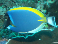 Powder-blue Surgeonfish - Acanthurus leucosternon - Weisskehl-Doktorfisch