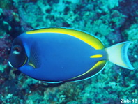 Powder-blue Surgeonfish - Acanthurus leucosternon - Weisskehl-Doktorfisch