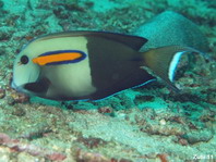 Orangeband Surgeonfish - Acanthurus olivaceus - Achselklappen-Doktorfisch