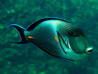 Sohal Surgeonfish - <em>Acanthurus sohal</em> - Arabischer Doktorfisch