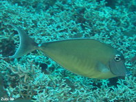 Juvenile Whitemargin Unicornfish - Naso annulatus - Jungtier Langnasen-Doktor 