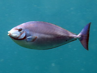Blacktongue Unicornfish - Naso hexacanthus - Blauschwanz-Nasendoktor