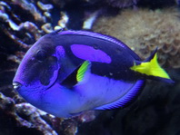 Palette Surgeonfish - Paracanthurus hepatus - Paletten-Doktorfish