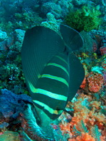 Sailfin Tang - Zebrasoma veliferum - Fledermaus Segelflosser