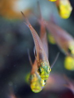 Pygmy Sweeper (Golden Sweeper) - <em>Parapriacanthus ransonneti</em> - Goldener Glasfisch