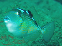Juvenile Starry Triggerfish - <em>Abalistes stellaris</em> (stellatus) - Sternen-Drückerfisch Jungtier