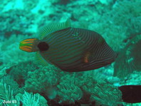 Orange-Lined Triggerfish (Orangestriped Triggerfish) - <em>Balistoides undulatus</em> - Orangestreifen-Drückerfisch