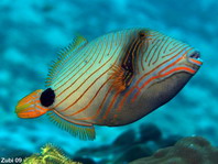 Orange-Lined Triggerfish (Orangestriped Triggerfish) - <em>Balistoides undulatus</em> - Orangestreifen-Drückerfisch