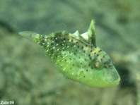 Juvenile Titan Triggerfish (Moustache Triggerfish) - <em>Balistoides viridescens</em> - Jungtier Grüner Riesen-Drückerfisch