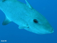 Ocean Triggerfish - Canthidermis sufflamen - Ozean-Drückerfisch