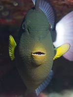 Pinktail Triggerfish - <em>Melichthys vidua</em> - Witwen-Drückerfisch