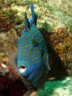 Juvenile Blue or Rippled Triggerfish - <em>Pseudobalistes fuscus</em> - Jungtier Blaustreifen-Drückerfisch
