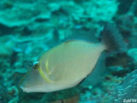 Scythe Triggerfish - Sufflamen bursa - Bumerang-Drückerfisch