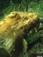 Sandpaper Velvetfish - Adventor elongatus - Schmirgelpapier Samtfisch